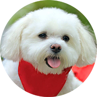 犬粮