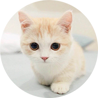 猫粮